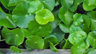 Fresh, green Gotu kola leaves next to a wooden ledge