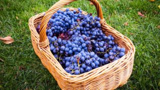 Grenache grapes in a cane basket