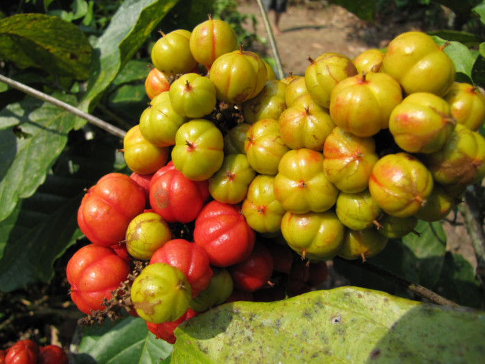 Close-up of guarana fruits on branches.