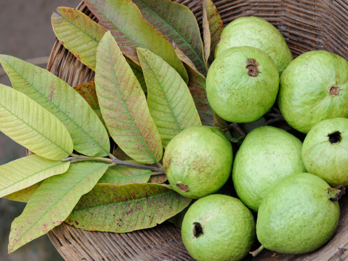 Guavas and guava leaves in a basket