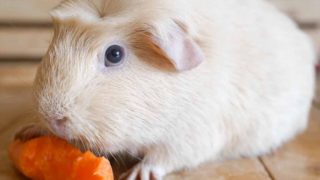 A close-up shot of a guinea pig nibbling on a carrot
