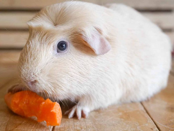 Can Guinea Pigs Eat Carrots | Organic Facts