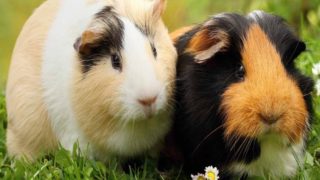 Two guinea pigs, one black and the other white