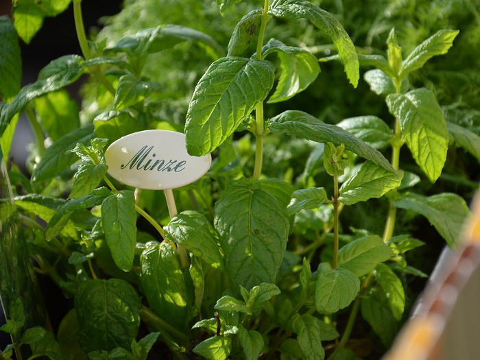 Mint plant with the label 'minze' attached to it
