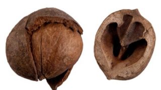 7 Surprising Benefits of Hickory Nut