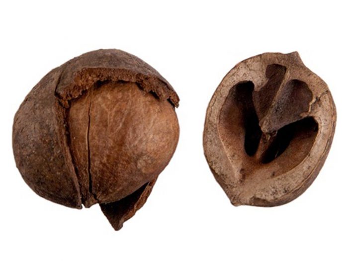 How To Roast Hickory Nuts How To Roast Hickory Nuts