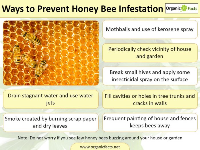 Ways to prevent honey bee infestation - infographic