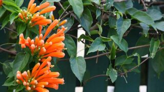 Close-up of overhanging honeysuckle branches with a blurred green fence at the back.