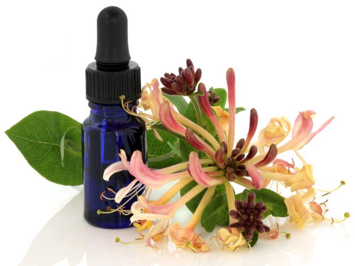 12 Amazing Benefits of Honeysuckle Essential Oil Organic Facts