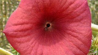 A close-up shot of Hoodia Gordonii, also known as Bushman's hat