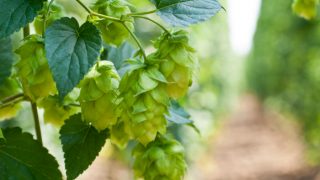 Closeup of hop flowers on their stalk