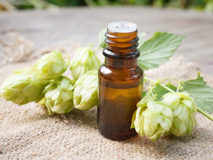 8 Best Benefits of Hops Essential Oil Organic Facts