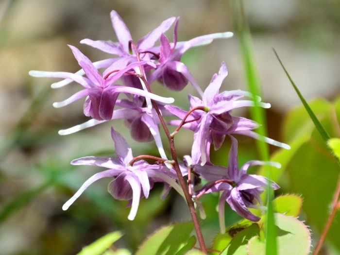 A close-up shot of horny goat weed flower.