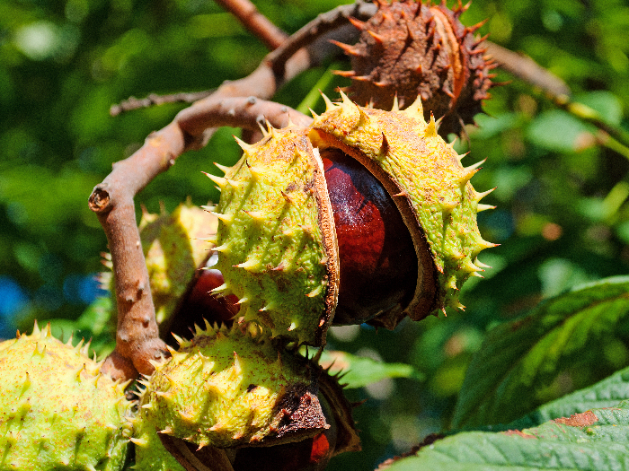 A close up shot of horse chestnuts on tree