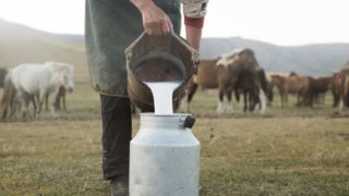 A person pouring milk from a tin into a milk can in a farm