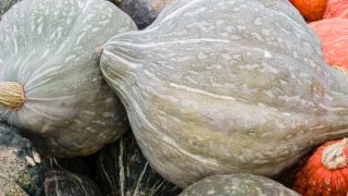 Hubbard squash or winter squash stacked at a market