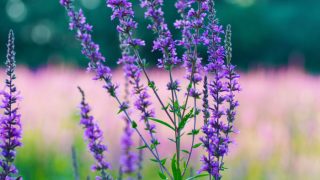 A close-up shot of hyssop