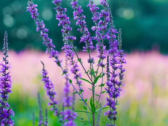 A close-up shot of hyssop