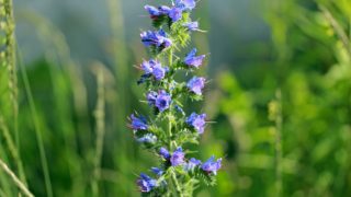 A close-up shot of hyssop