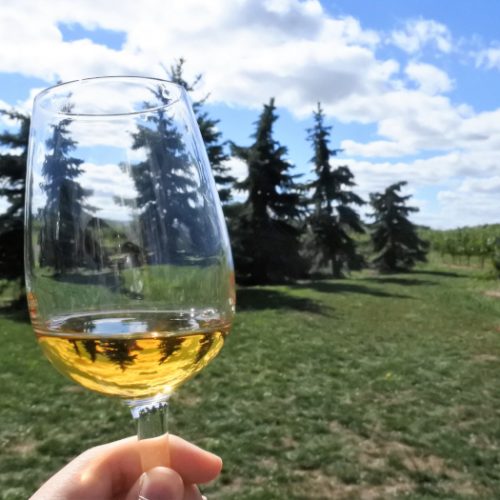 Close up of ice wine in a wine glass held outdoors