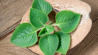 Close-up of fresh Indian borage placed on halved coconut shells on a wooden table