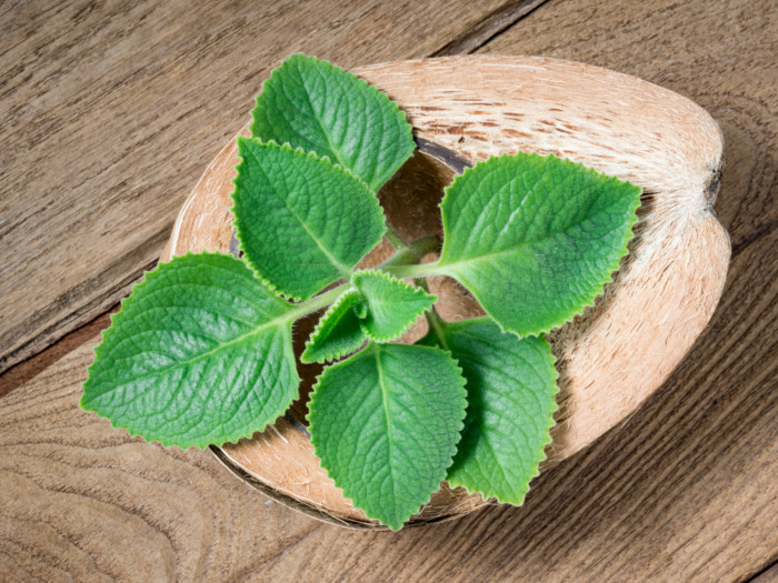 Close-up of fresh Indian borage placed on halved coconut shells on a wooden table