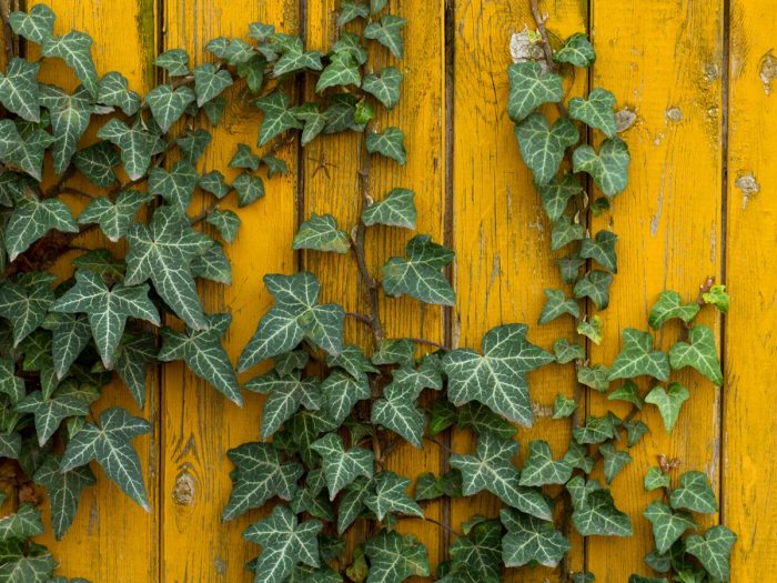 Fresh ivy cllimber plants against a yellow wall