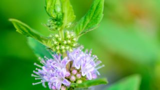Purple flowers of japanese mint in a garden