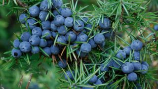 A juniper berry bush with leaves and fruit