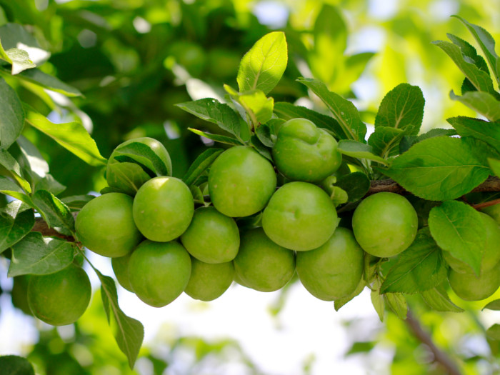 Kakadu plums hanging on a branch.