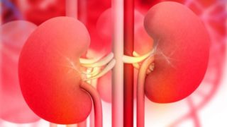 A 2D illustration of human kidneys