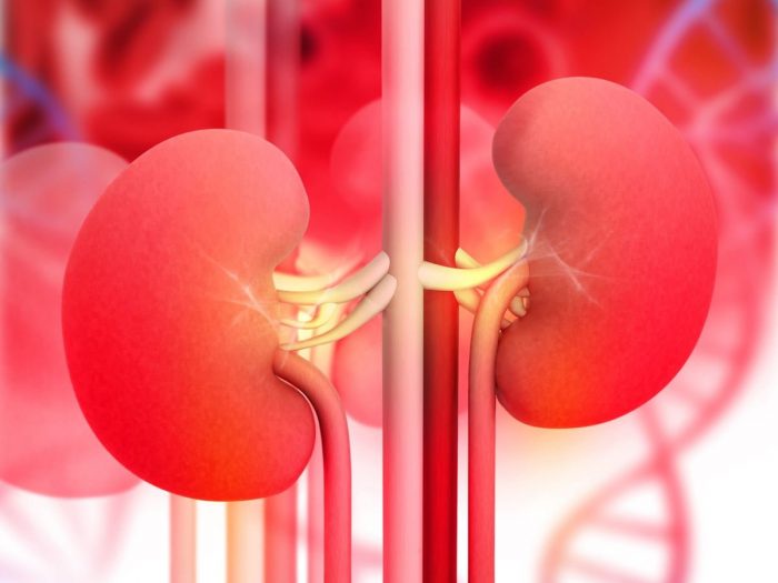 A 2D illustration of human kidneys