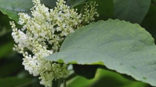 Close-up image of white Japanese knotweed plant