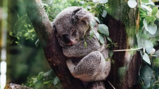 koala sleeping on a tree branch