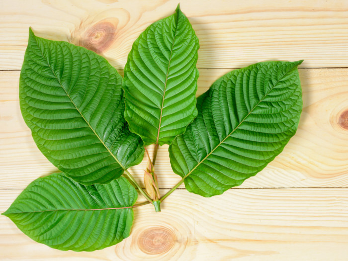 A closeup view of fresh kratom leaves on a wooden table