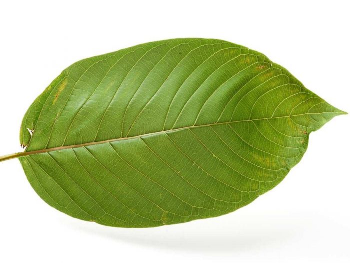 kratomleaf - WAT IS KRATOM EN WAT ZIJN DE EFFECTEN?