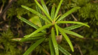 6 Amazing Benefits Of Labrador Tea