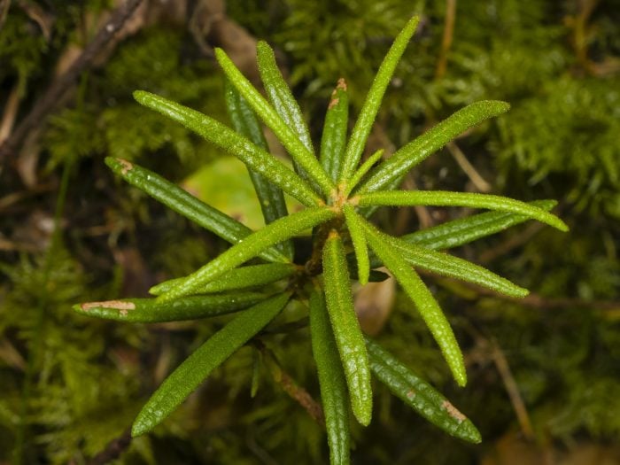 A picture of the Labrador plant