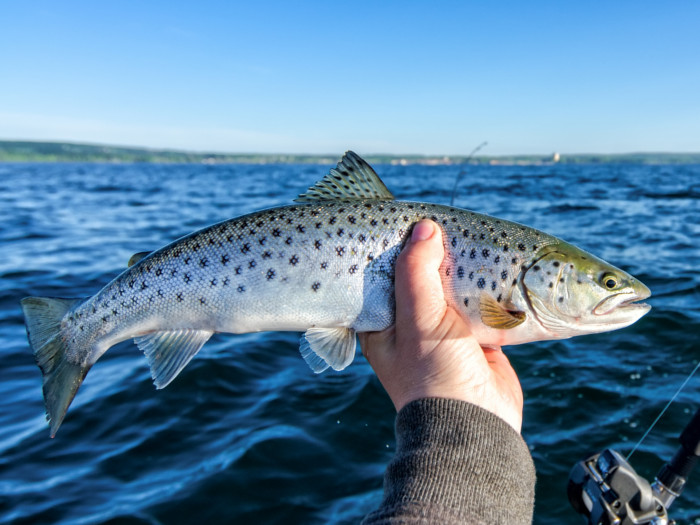 Difference Between Trout vs Salmon Organic Facts