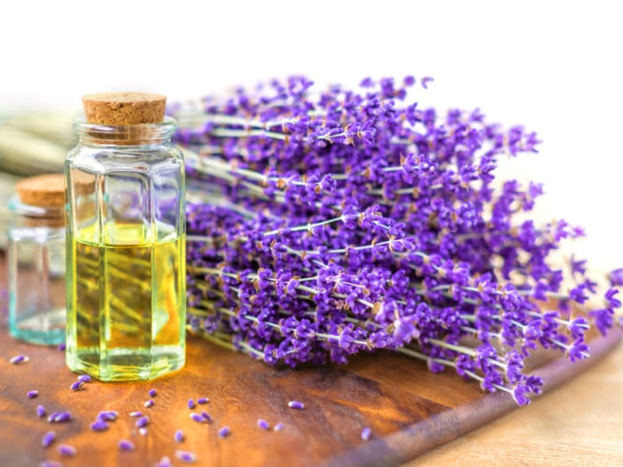 Lavender oil with lavender plants on a wooden tray with white background