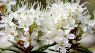 Ledum flowers in a park
