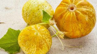 Closeup of three lemon cucumbers.