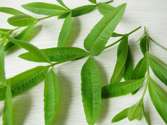 Close-up of lemon verbena leaves on a white wooden table