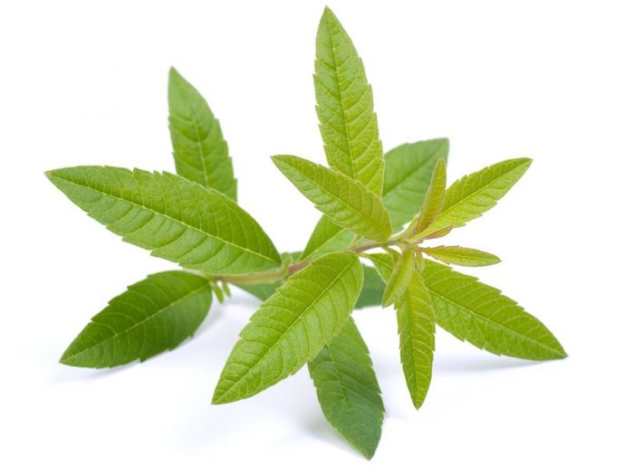 lemonverbena1 - CITROEN VERBENA ESSENTIËLE OLIE EEN POPULAIRE KRUIDENMIDDEL MET EEN STIMULERENDE GEUREN