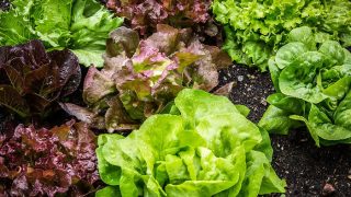 17 Types Of Lettuce & Best Ways To Use Them