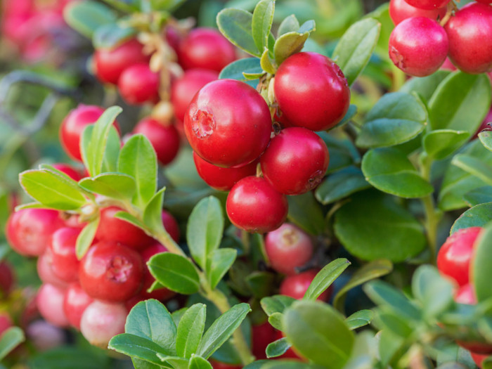 A lingonberry tree with green leaves