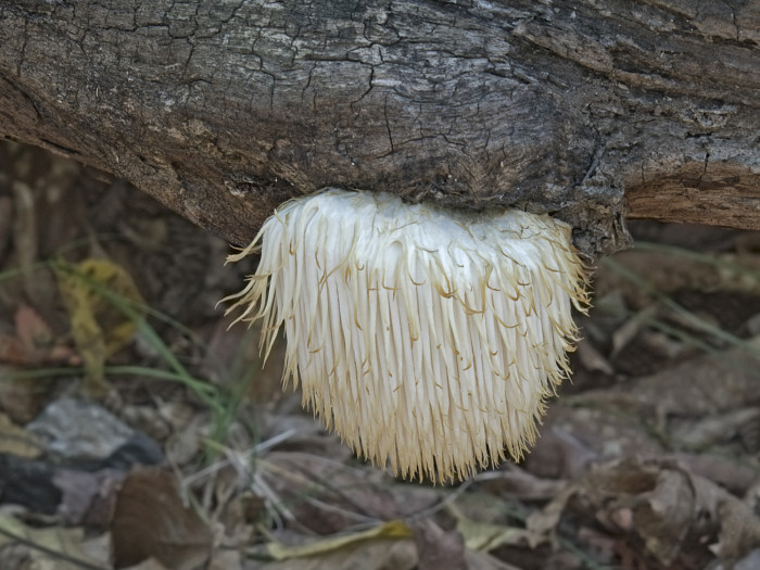Lion's mane mushroom growing on a tree