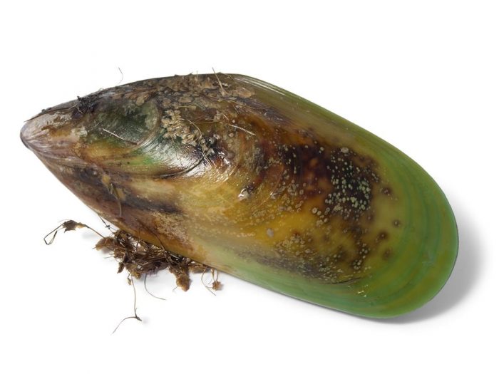 lippedmussel