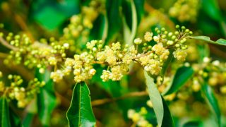 Litsea cubeba leaves and flowers on the tree