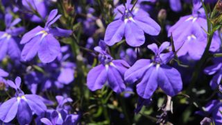 Purple lobelia flowers